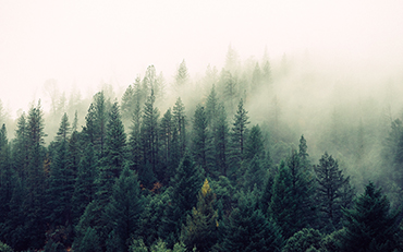 Dense Forest and Snowy Cover