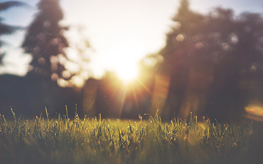 Sunshine on Grasses, Photo